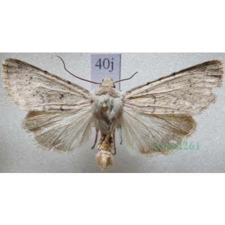 Epipsilia grisescens (Fabricius, 1794) male Slovakia40j